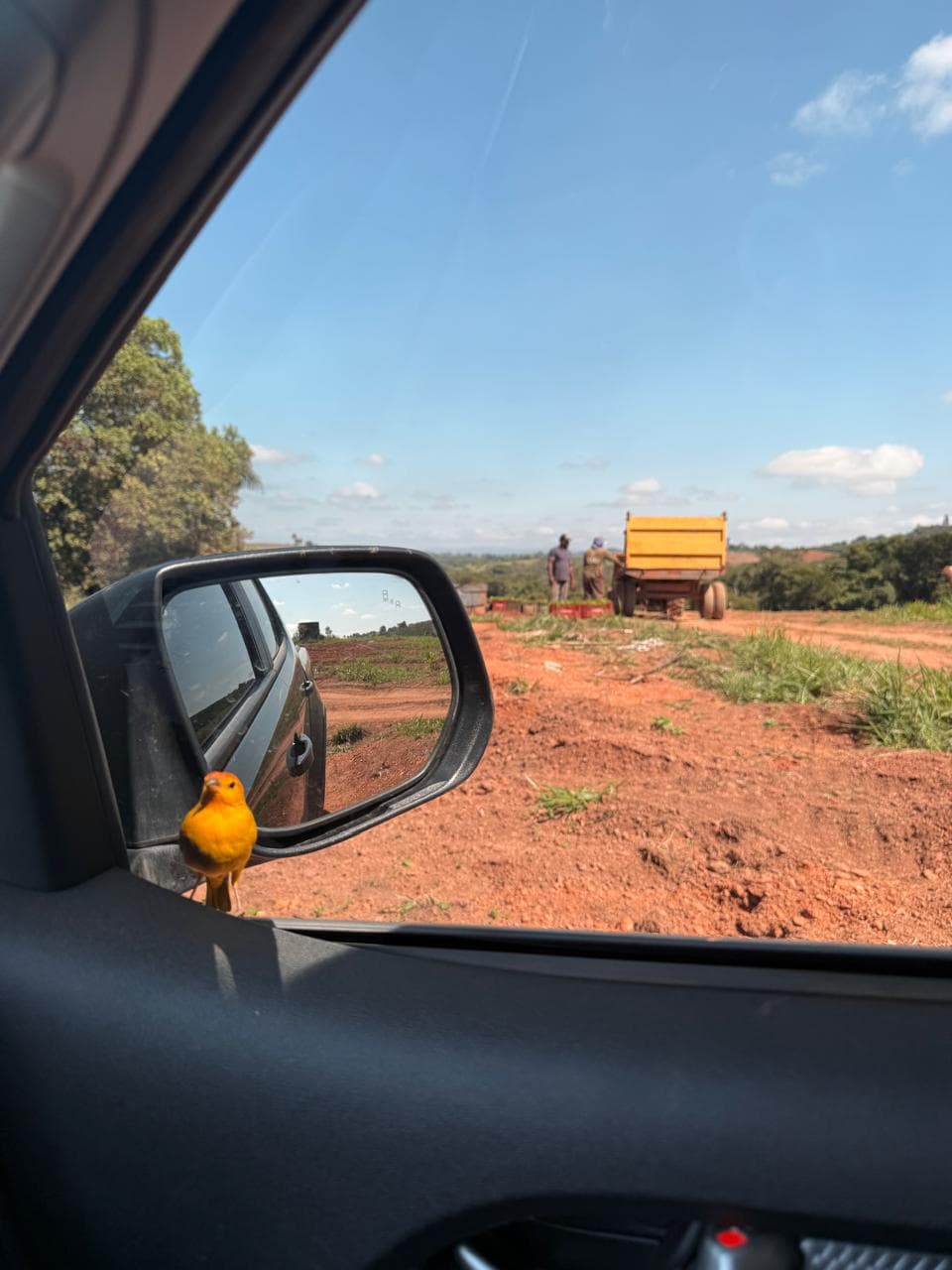 Canário amarelo pousado no retrovisor de um carro, com o caminhão de café e a estrada de terra ao fundo.