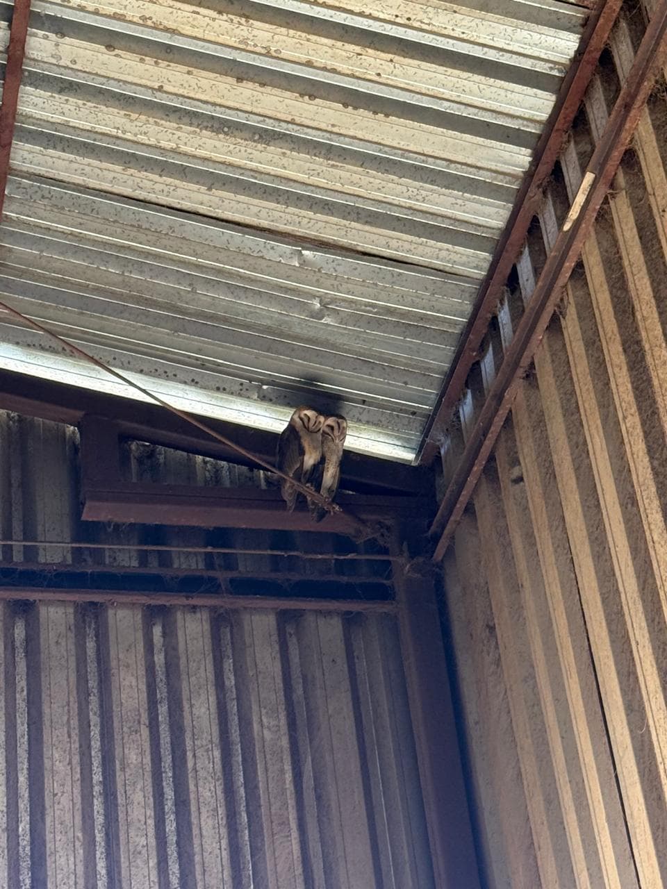 Coruja pousada dentro do galpão da fazenda.