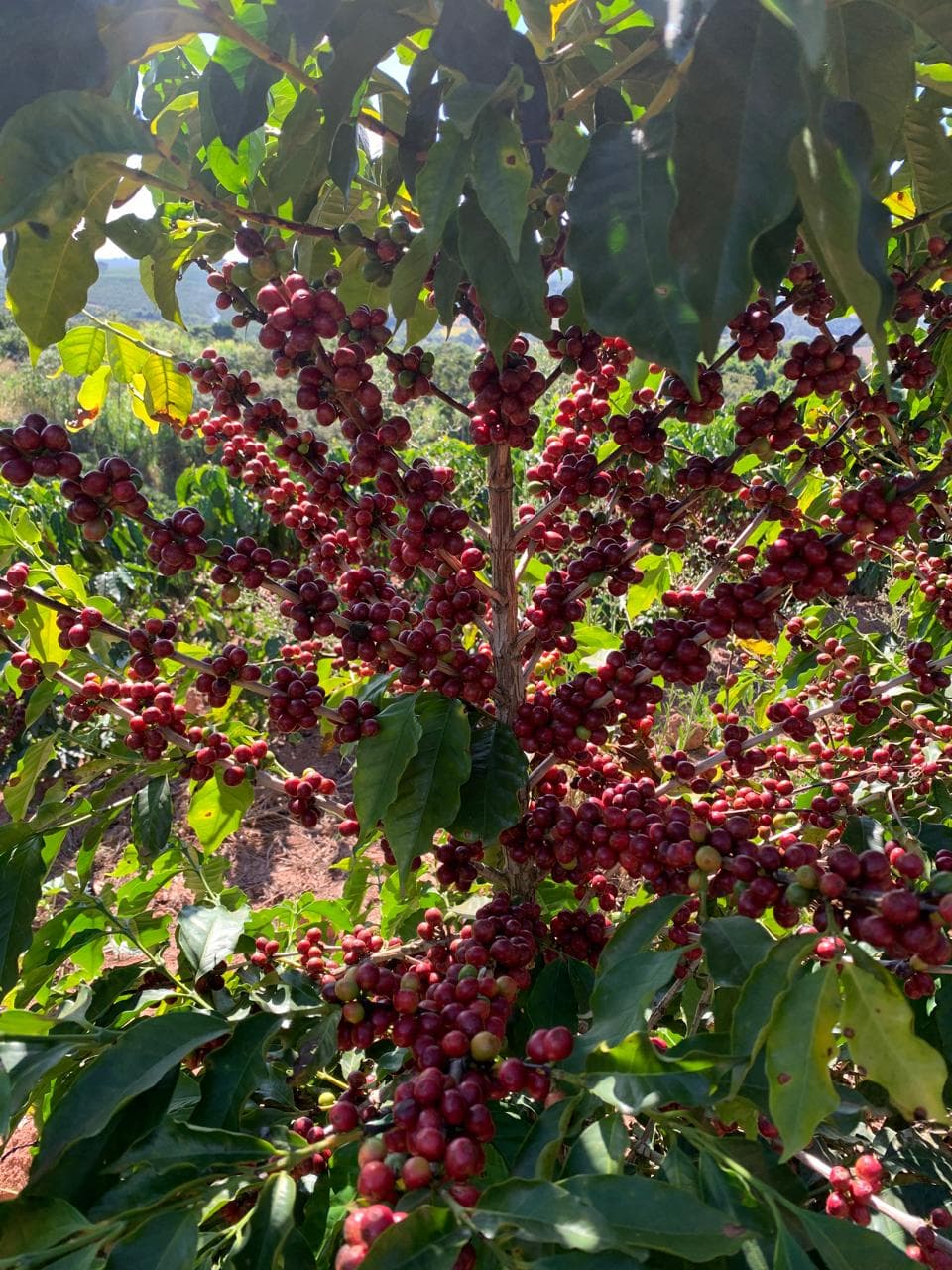 Ramo de cafeeiro carregado de cerejas maduras entre as folhas verdes.
