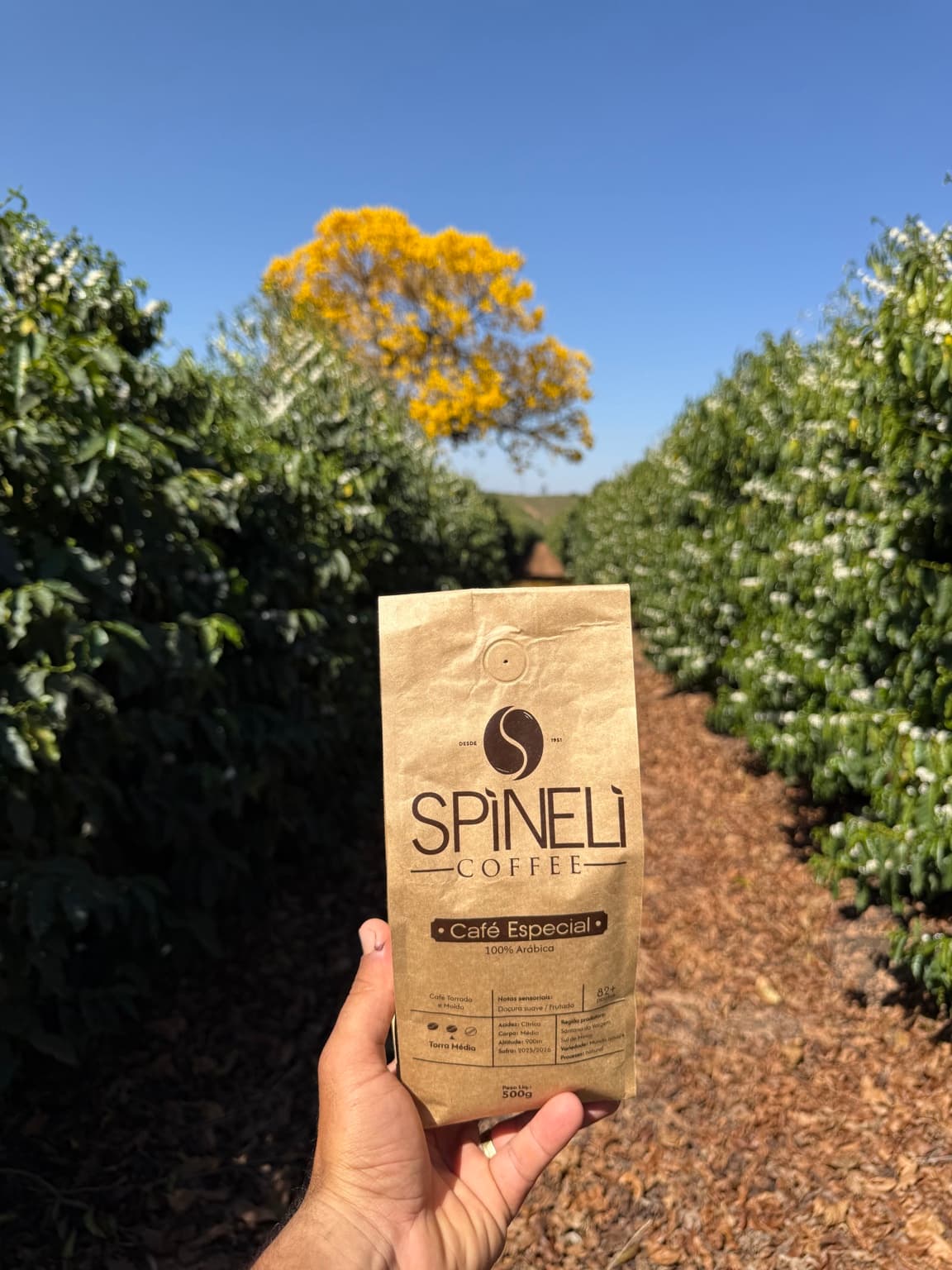 Pacote de café da Fazendas Spineli apoiado entre os pés de café da lavoura