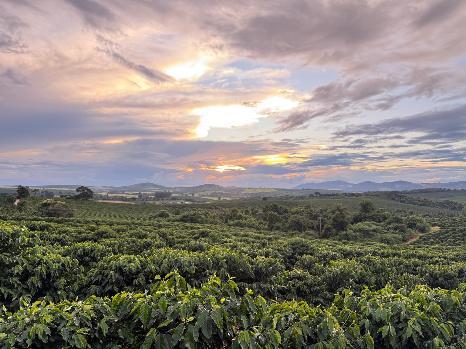 Lavoura de café aberta até a linha do horizonte, sob um céu de nuvens no fim da tarde.
