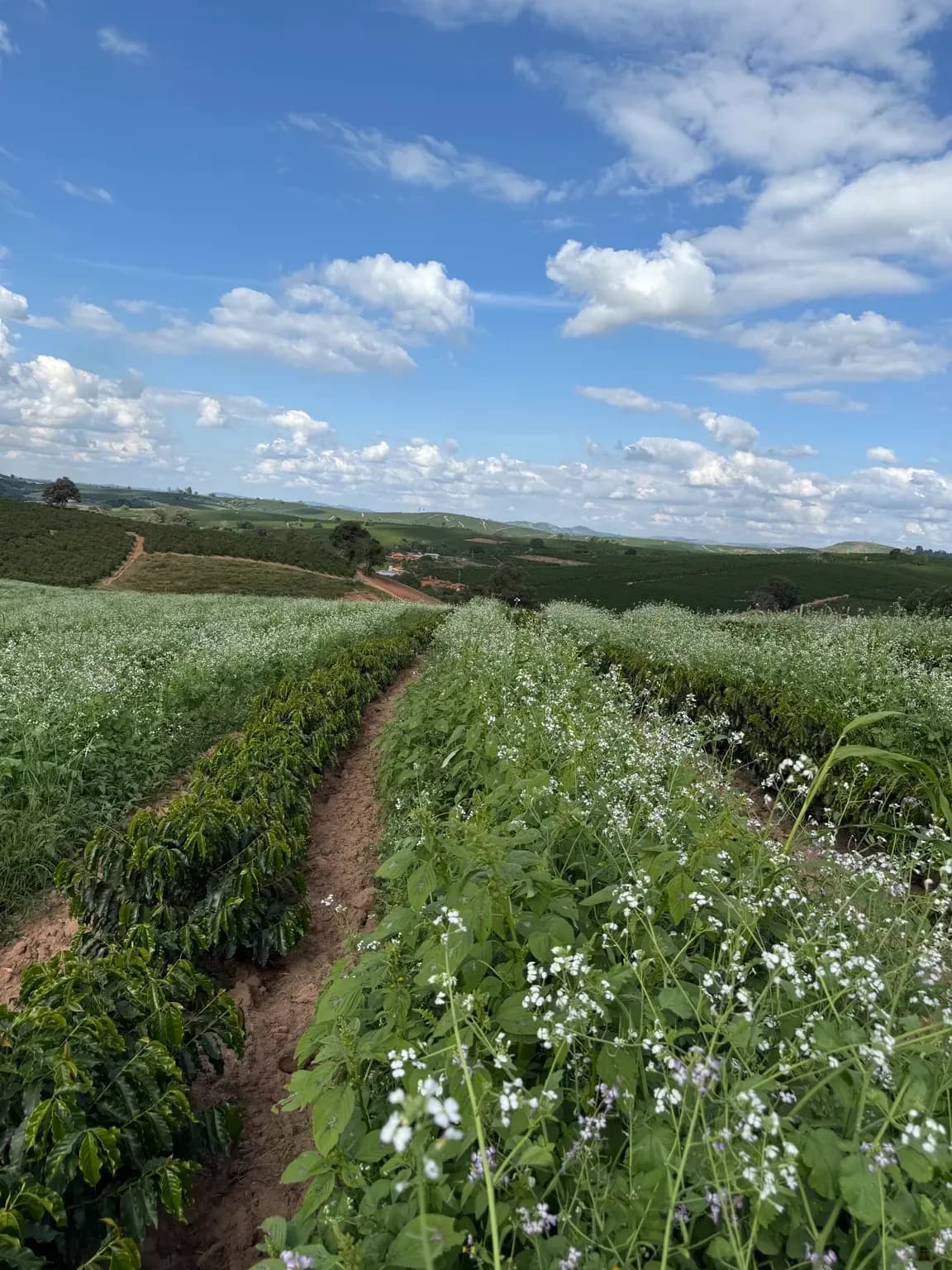 Vista da Fazendas Spineli em tom terroso, com a lavoura de café descendo a encosta.