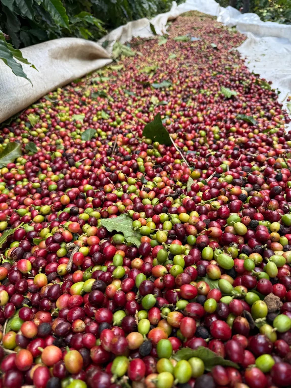 Cerejas de café recém-colhidas espalhadas sobre a lona, misturando frutos vermelhos, amarelos e verdes.