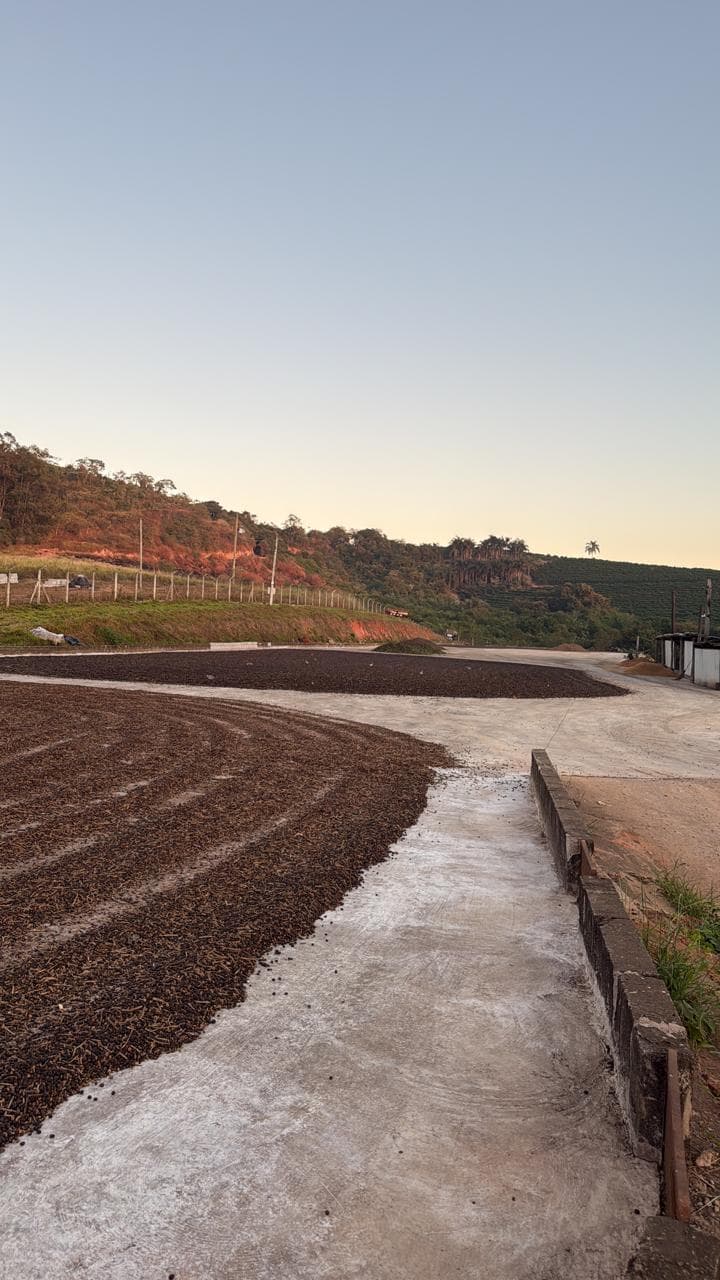 Terreiro de secagem da fazenda, com fileiras de café abertas em perspectiva.
